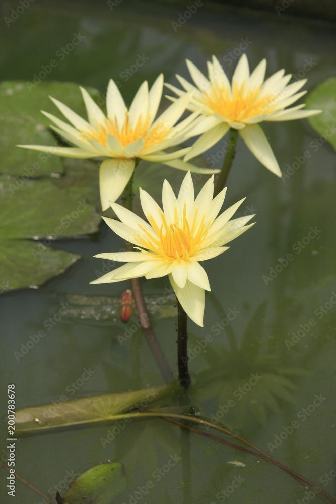 Waterlilly