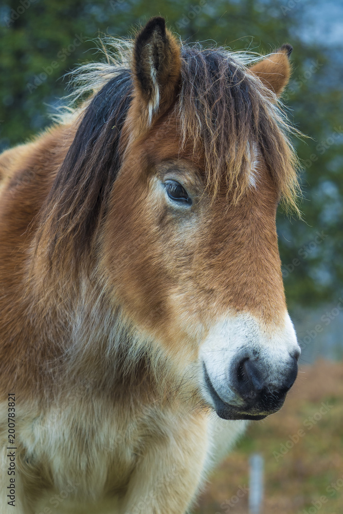 Obraz premium young donkey head