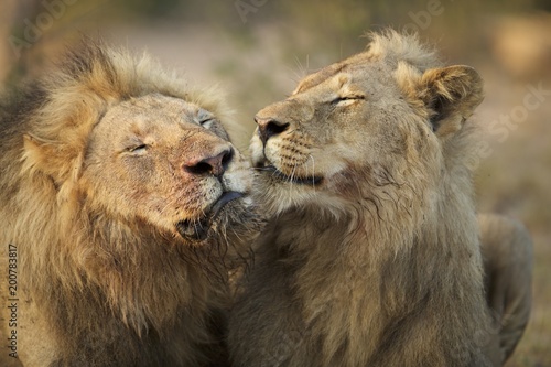 Brotherly Lion Love © Mark
