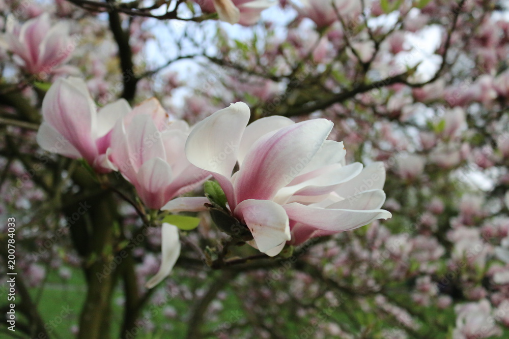 Fototapeta premium pink magnolia