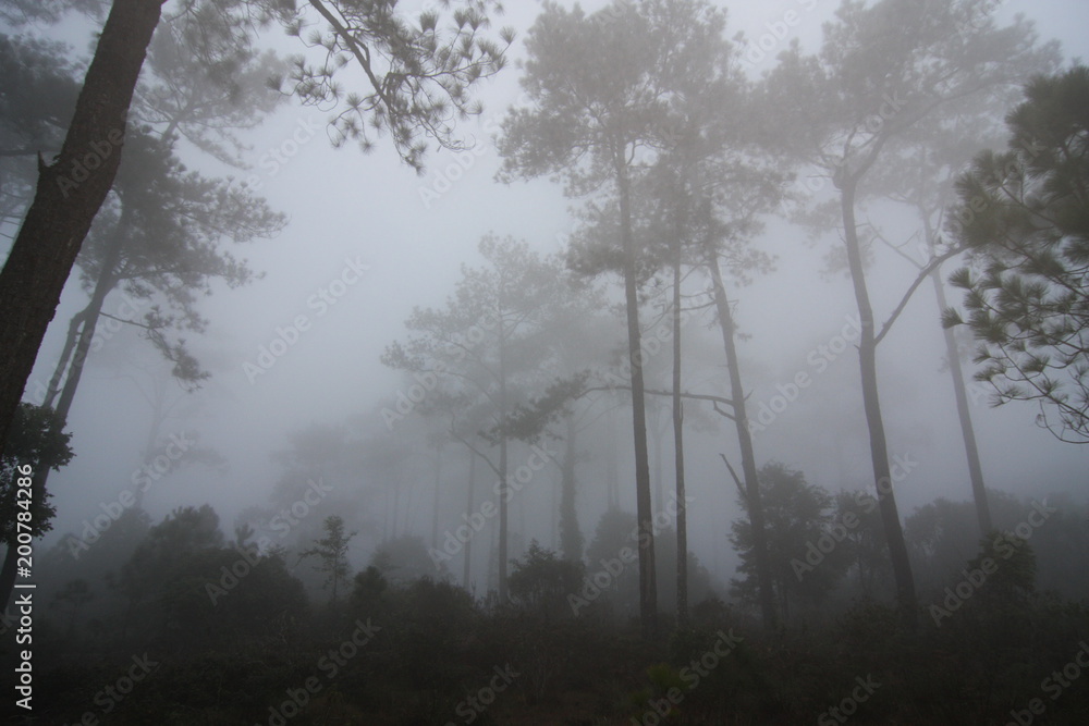 Obraz premium mist forest