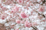 Pink blossoms during springtime