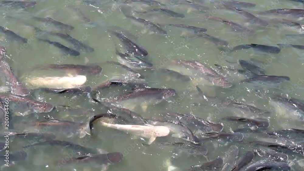 Feeding fish with pieces of bread. The pangasius many fish move under water competing for eating food. Feeding fish with pieces of bread. The pangasius many fish move under water competing for eating food.