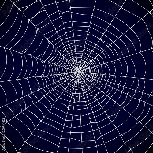 Spider web background - vector