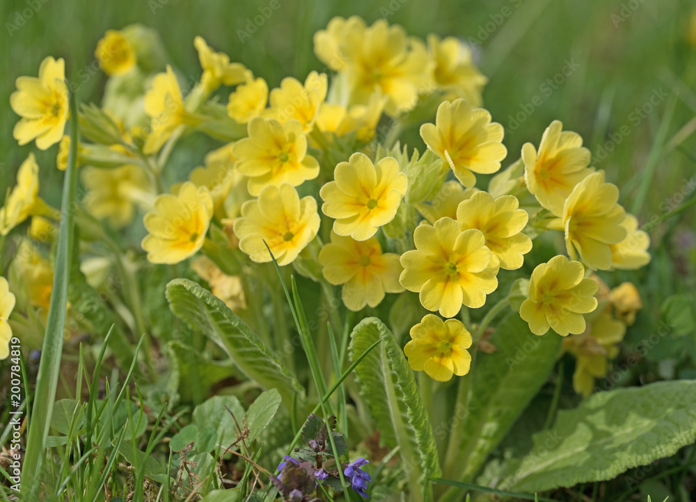 Obraz premium Gelbe Primeln, Primula