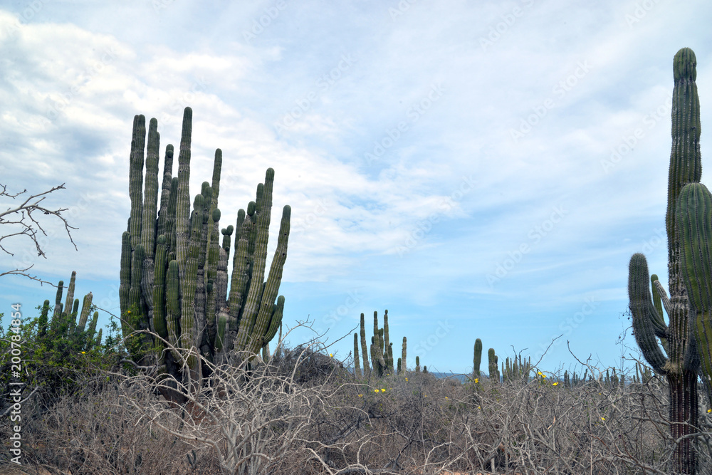 Beautiful scenery in beautiful Mexico. Travels. recreation