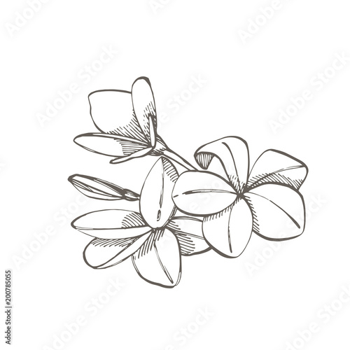 Tropical flowers plumeria. Vector illustration. Engraved jungle leaves.