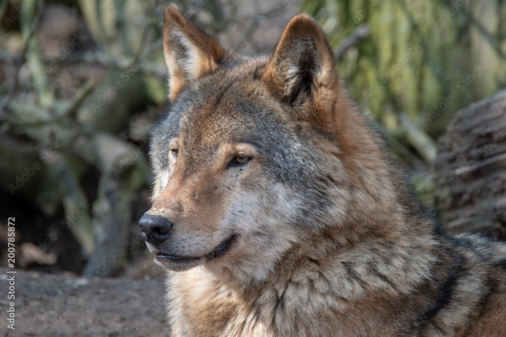 Fototapeta premium wolf portrait