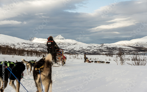 Sled Dogs, Norway Tromso