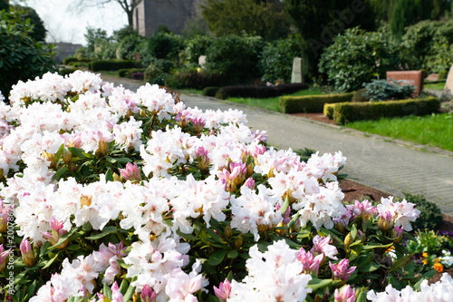 Blühender Rhododendron 