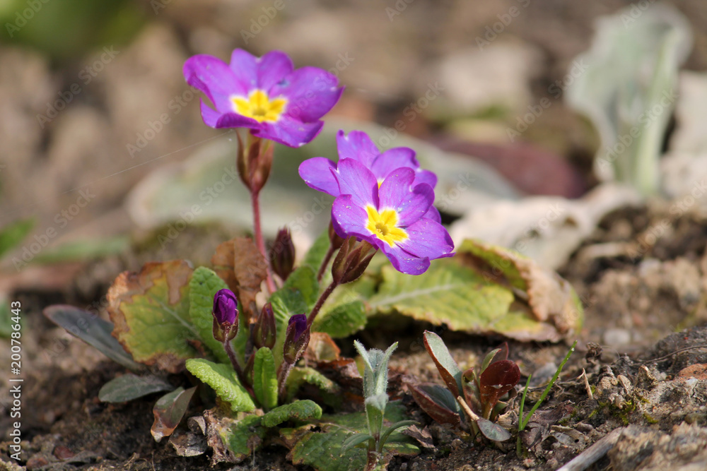 Pink primrose (Primula vulgaris) flowers with yellow center Pink primrose (Primula vulgaris) flowers with yellow center
