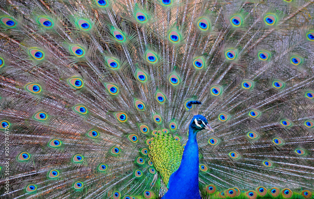 Fototapeta premium a male peacock displaying his tail feathers