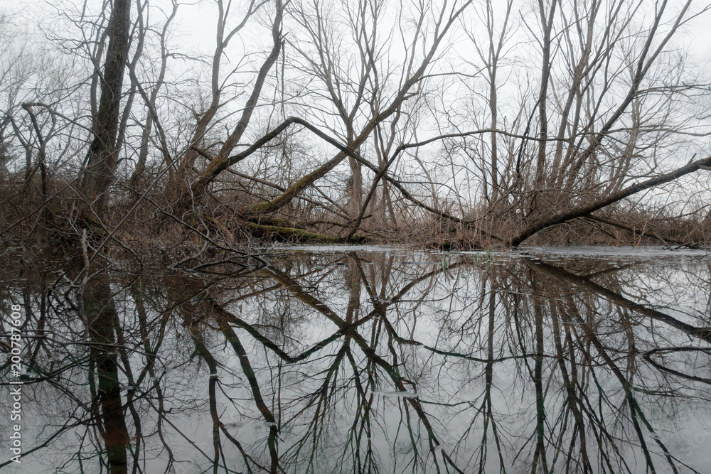 Bog in the spring forest. Naked trees mirrored in water. Nature landscape photography Bog in the spring forest. Naked trees mirrored in water. Nature landscape photography