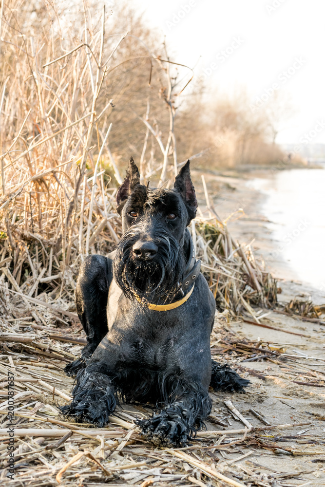 Giant hot sale schnauzer hunting