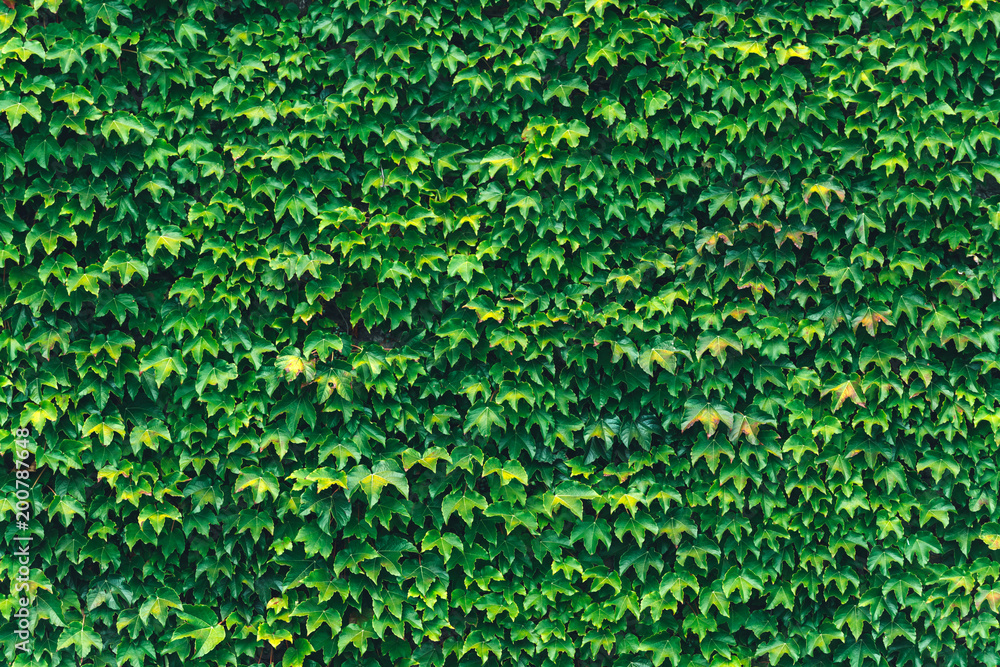 Texture of ivy leaves closeup. Green wall in garden. Gardening background Texture of ivy leaves closeup. Green wall in garden. Gardening background