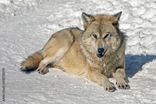 wolf in the wild in winter with a predatory look © serhio777