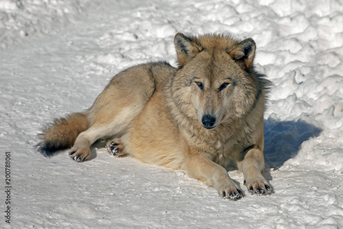 wolf in the wild in winter with a predatory look