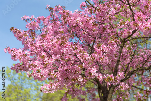 Sakura- Kirschblüte in Berlin