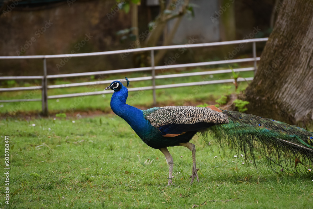 Fototapeta premium peacock in the zoo