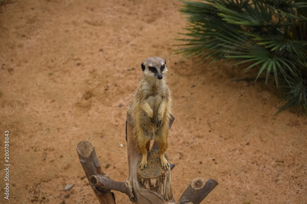 meerkat on guard