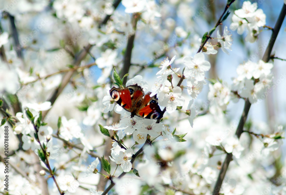 Small butterfly on spring flower branches.