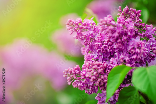 Spring branch of blossoming lilac photo