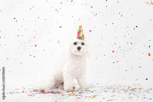 White puppy celebrating birthday.