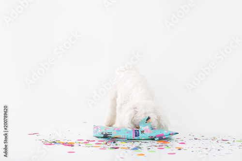 White puppy celebrating birthday.