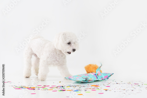White puppy celebrating birthday.