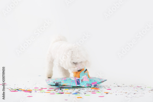 White puppy celebrating birthday.