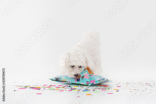 White puppy celebrating birthday.