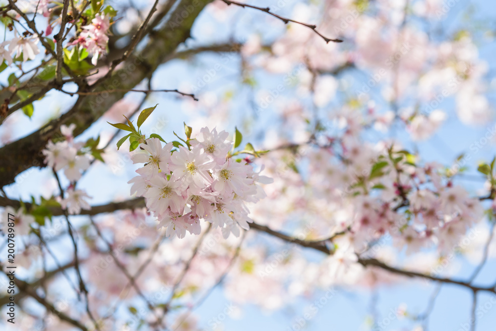 Sakura - Kirschblüte im Frühling in Berlin Sakura - Kirschblüte im Frühling in Berlin