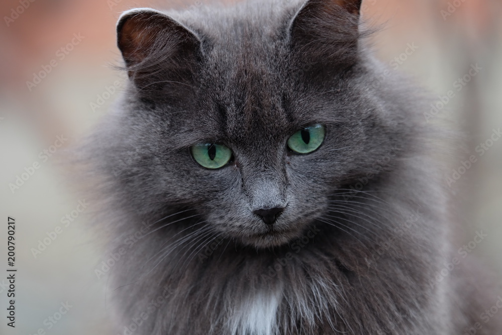 cat gray with green eyes