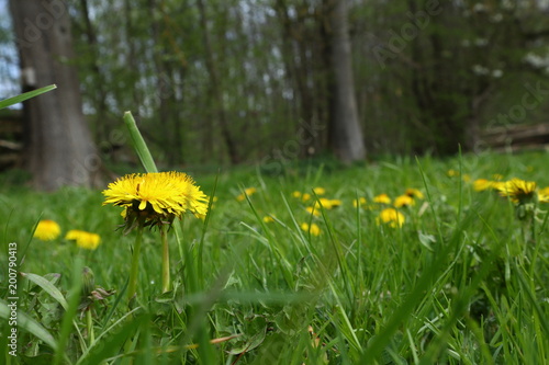 Fototapeta Naklejka Na Ścianę i Meble -  Löwenzahn auf grüner Wiese
