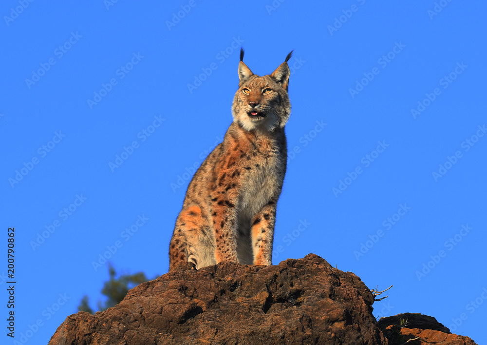 Obraz premium Lynx