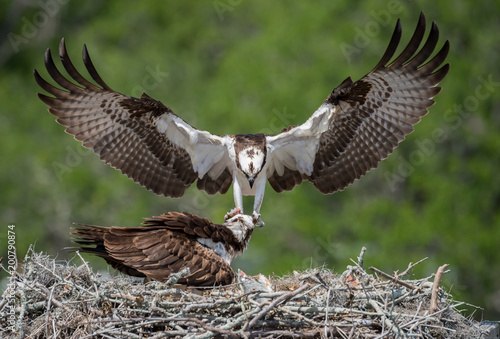 Osprey