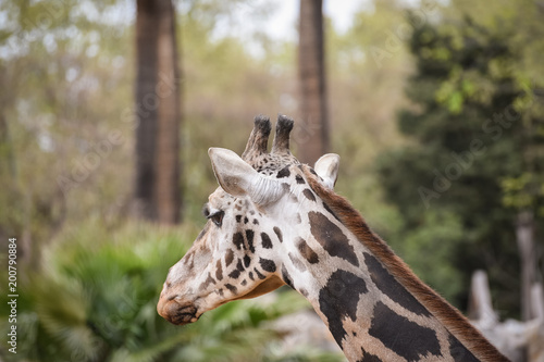 Photography giraffe in the zoo