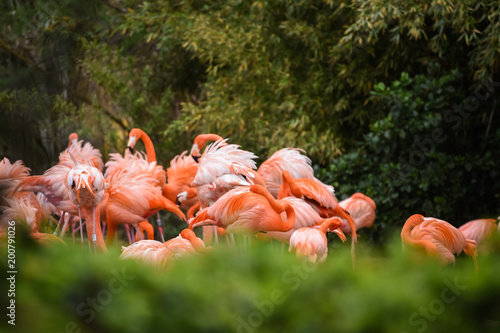 pink flamingos in the zoo