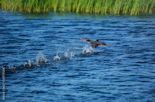 Running away bird duck on surface of water