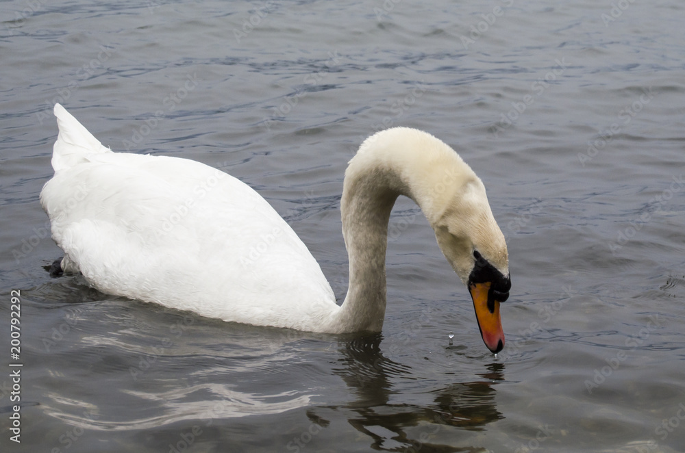 Obraz premium Cigno al lago