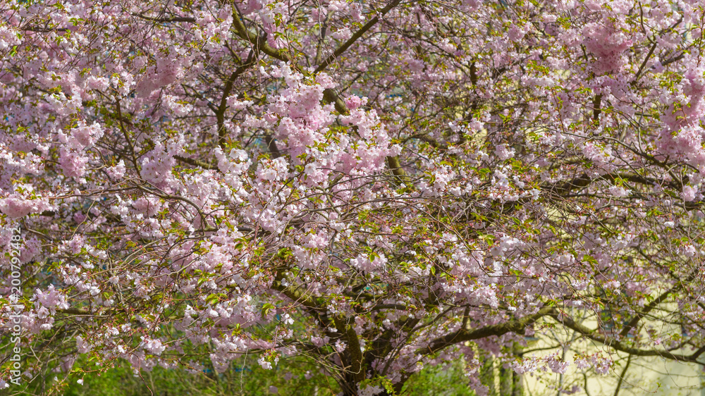 Sakura - Kirschblüte im Frühling in Berlin Sakura - Kirschblüte im Frühling in Berlin