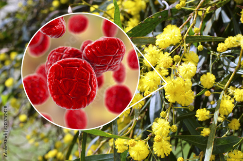 Mimosa pollen, close-up view, 3D illustration, and photo of mimosa flowers. Pollen is a factor causing hay fever and allergic rhinitis photo