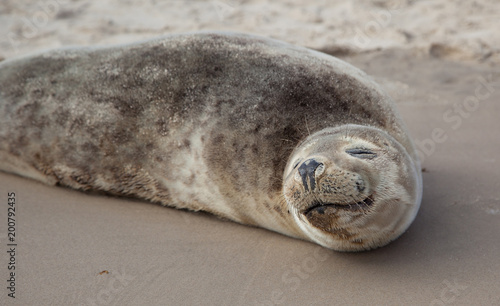 Smile like I do! Baby seal is so cute