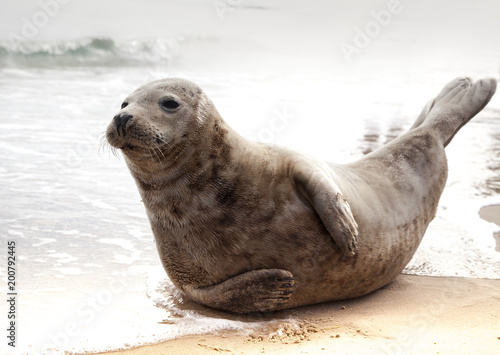 Cute seal  © Maria