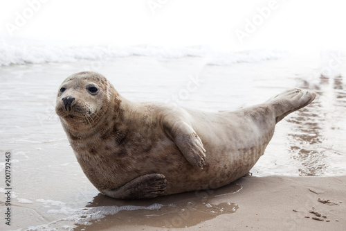 Fototapeta Naklejka Na Ścianę i Meble -  Cute yoga