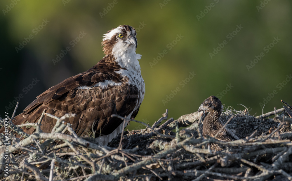 Fototapeta premium Osprey with a Chick