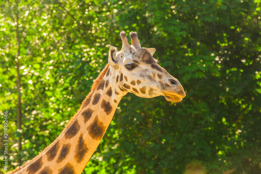 Close up portrait of giraffe Close up portrait of giraffe