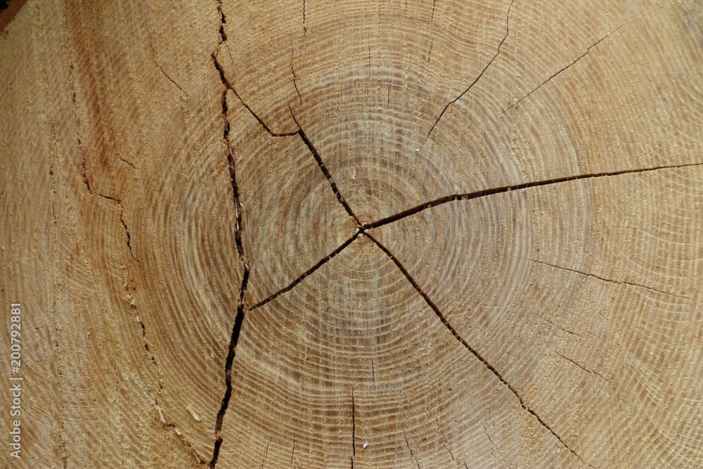 Naklejka premium Holz eines Baumes