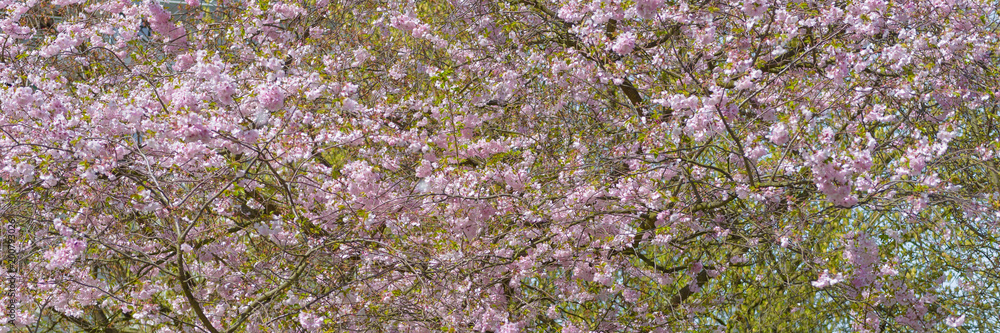 Sakura - Kirschblüte im Frühling in Berlin