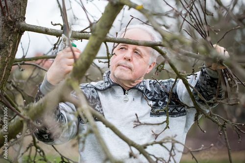 Senior man cutting some branches of fruit tree by garden shear during spring time